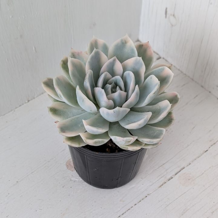 メキシカンスノーボール錦 | エケベリア | 多肉植物の専門通販サイト