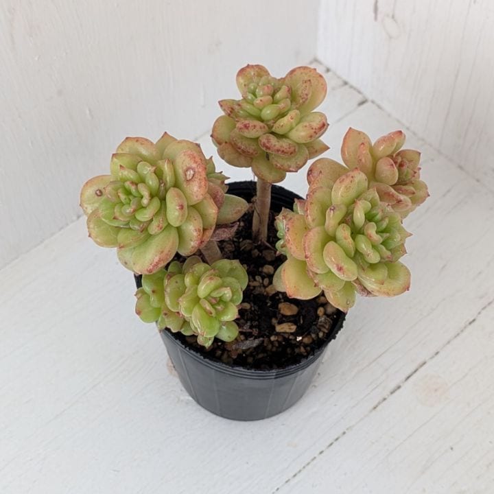 エケベリア,葉挿しの出やすい品種 | 多肉植物の専門通販サイト｜実のりえん