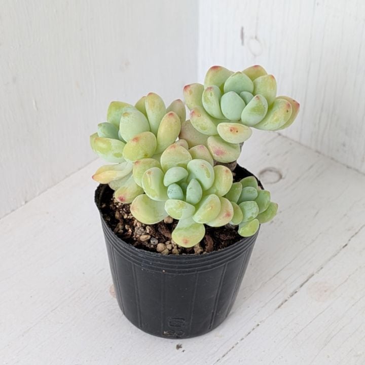 すべての商品 | 多肉植物の専門通販サイト｜実のりえん