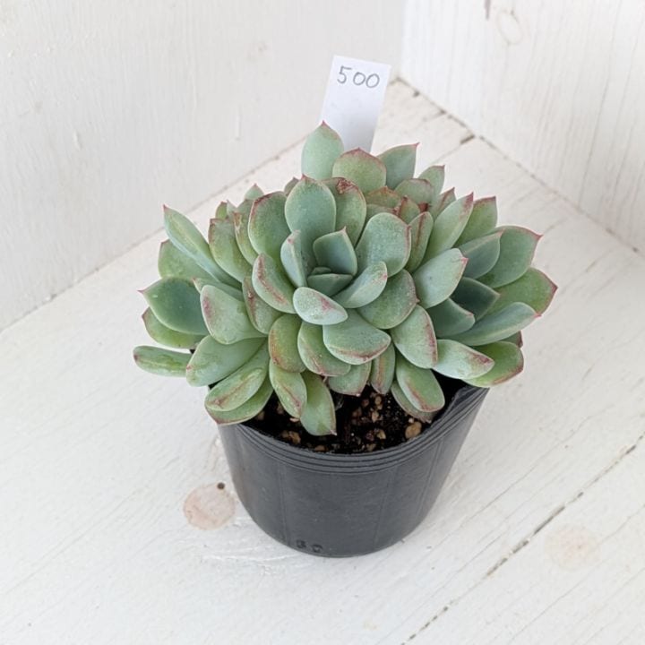 すべての商品 | 多肉植物の専門通販サイト｜実のりえん