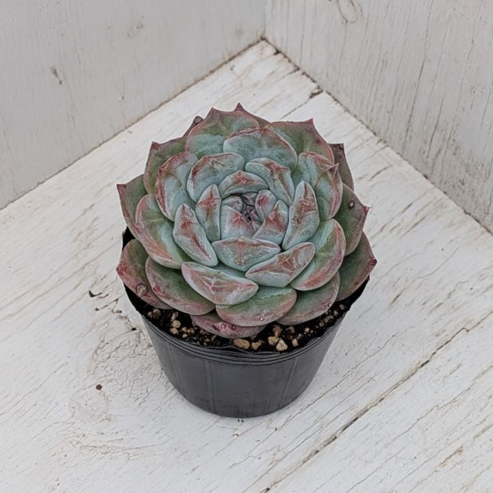 すべての商品 | 多肉植物の専門通販サイト｜実のりえん
