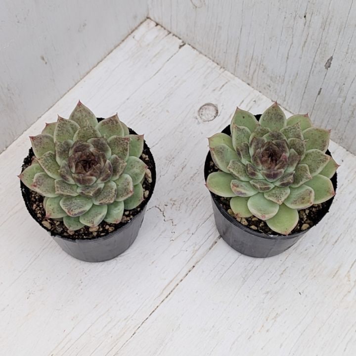 すべての商品 | 多肉植物の専門通販サイト｜実のりえん