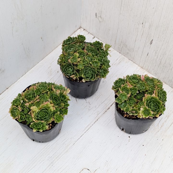 多肉植物の専門通販サイト｜実のりえん