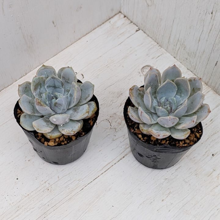 すべての商品 | 多肉植物の専門通販サイト｜実のりえん