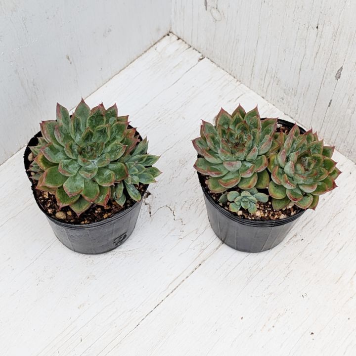 すべての商品 | 多肉植物の専門通販サイト｜実のりえん