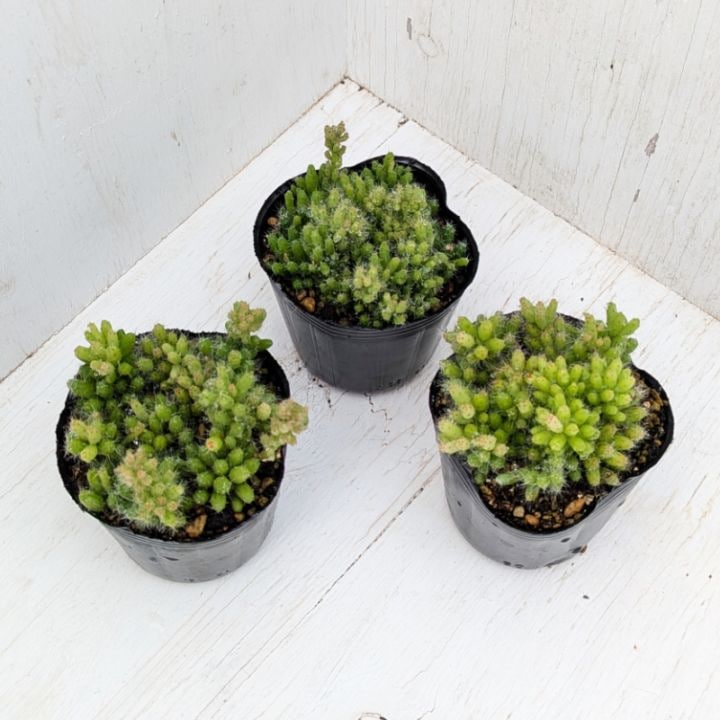 多肉植物の専門通販サイト｜実のりえん