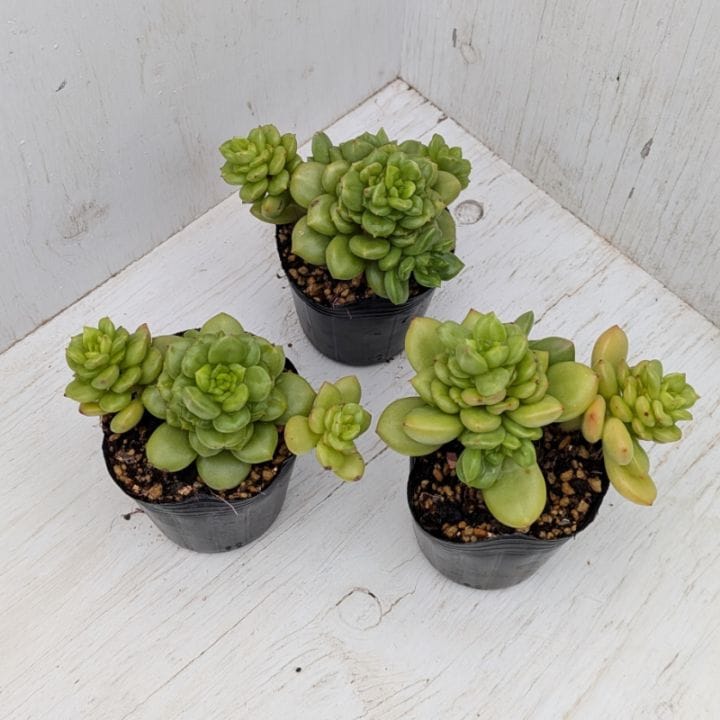 すべての商品 | 多肉植物の専門通販サイト｜実のりえん