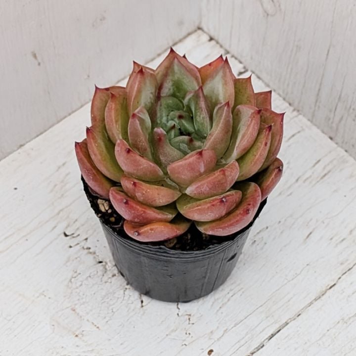 すべての商品 | 多肉植物の専門通販サイト｜実のりえん