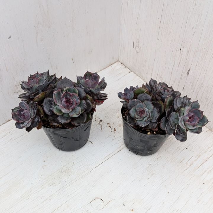 すべての商品 | 多肉植物の専門通販サイト｜実のりえん