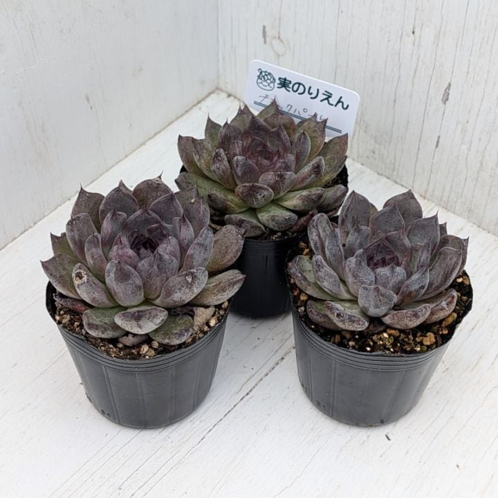クイーンオブピーチ | エケベリア | 多肉植物の専門通販サイト｜実のりえん