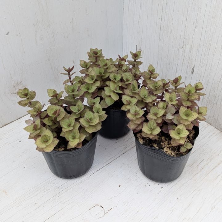 その他 | 多肉植物の専門通販サイト｜実のりえん