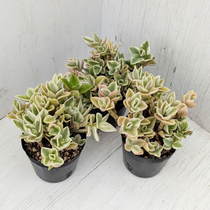 すべての商品 | 多肉植物の専門通販サイト｜実のりえん