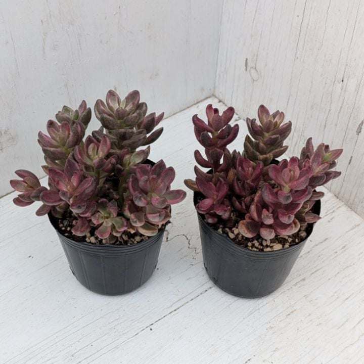 すべての商品 | 多肉植物の専門通販サイト｜実のりえん