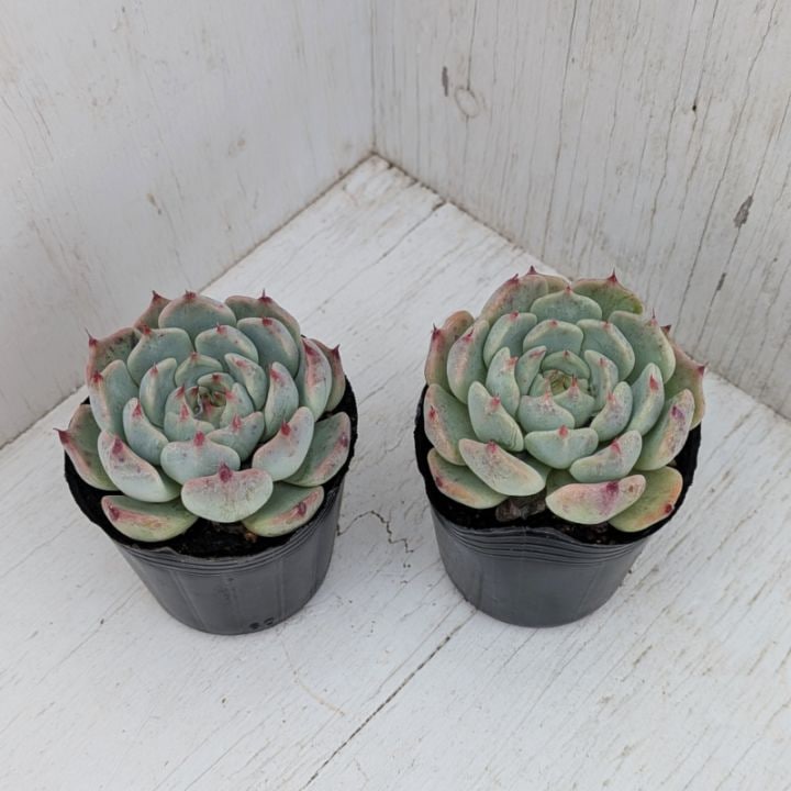 すべての商品 | 多肉植物の専門通販サイト｜実のりえん