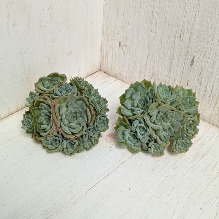 多肉植物の専門通販サイト｜実のりえん