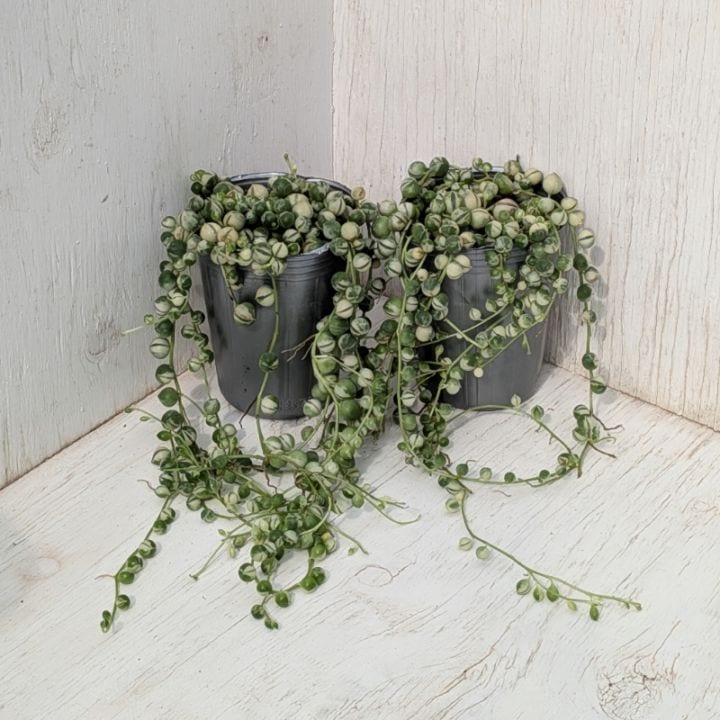 多肉植物の専門通販サイト｜実のりえん