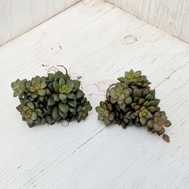 すべての商品 | 多肉植物の専門通販サイト｜実のりえん