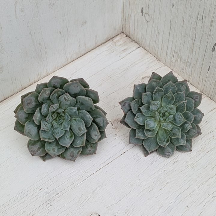 多肉植物の専門通販サイト｜実のりえん