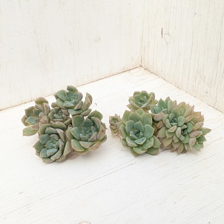 多肉植物の専門通販サイト｜実のりえん