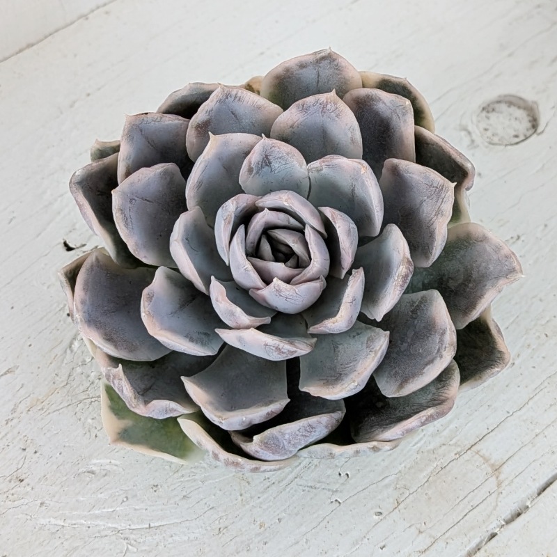 メキシカンスノーボール錦 | エケベリア | 多肉植物の専門通販サイト