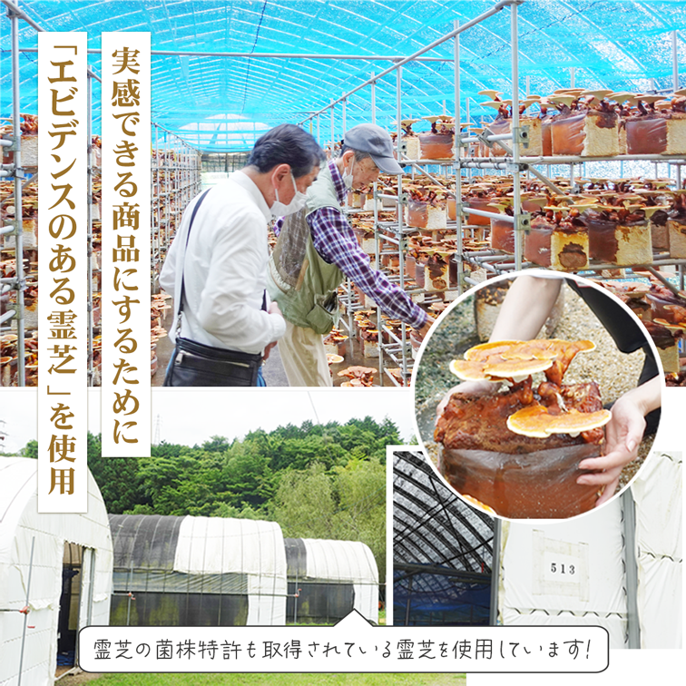 【粉末】ガノデリン酸抽出霊芝 輝き