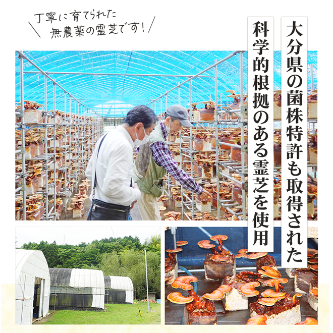 ガノデリン酸抽出霊芝サプリ 輝き[60粒]｜“ゆらぎ”を整える健康習慣に｜国産霊芝×大学研究開発 ※ポスト投函