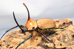 2016年WILDからの ベネズエラ産!! ゴロファポルテリ 3令ペア