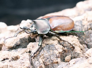 通販サイト一覧 2015年WILDからの世界最高峰!! マルガリータヒナカブト 3令ペア パーツ