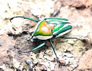 シロヘリオオツノカナブン ♂1頭♀2頭 フリーサイズトリオ