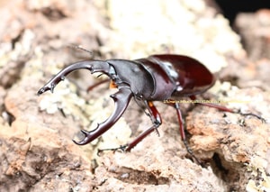 フタマタ最高峰!! ボーリンフタマタ CBF1 ♂70mm ♀39mm ペア