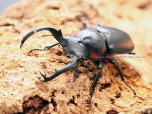 オス80mm up テナガカミキリ　ペア オス80mm up テナガカミキリペア
