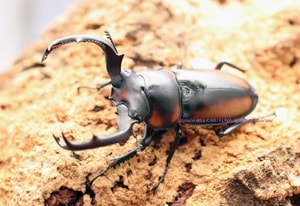 シカタくず米 WD】《スペキオススシカクワガタ 56mm ペア》 | KPW公式