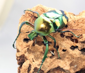 2016,9/14 新着WILD タイ便 ラッケリーテナガカナブン No,3 ♂44mm