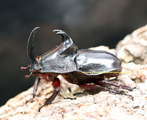 2016,10/30 新着WILD ペルー便 パンカブト No,6 ♂51mmBペア