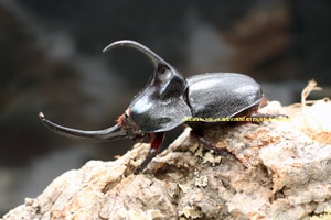 2016,10/30 新着WILD ペルー便 パンカブト No,2 ♂B77mmペア