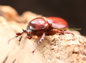 2016,10/31 WILD ǹ֥饸ءܽ!! ߥ˥ҥϥӥҥʥ֥ȡե꡼ڥ