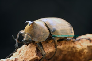 2016年WILDからの 新産地ブラジル・レジストロ産 アヌビスゾウカブト 3