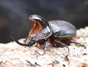 2016,11/30 ����WILD ���ƥ������ɥ��ء����硼����إ꡼�إ�ťθ�̾���No,1����66mm��40mm�ڥ�