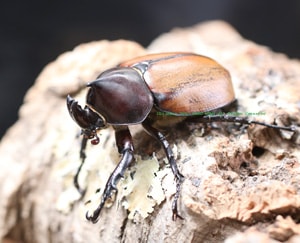 2016,11/30 ����WILD ���ƥ������ɥ��ء��ե�ܥ�ȥҥʥ��֥ȡ�No,2����44mm�ڥ�