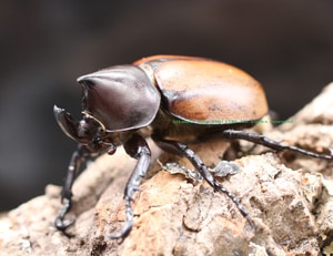 2016,11/30 ����WILD ���ƥ������ɥ��ء��ե�ܥ�ȥҥʥ��֥ȡ�No,1����46mm�ڥ�