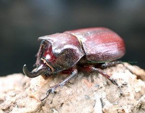 2016,11/30 新着WILD 南米ブラジル便 ブラジル産初入荷!! ビロバヒロ