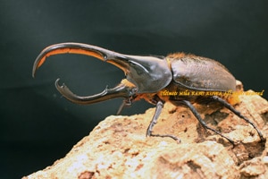 成約御礼｜レア亜種！ヘラクレス・リッキー（ペルー/ウカヤリ産）2令