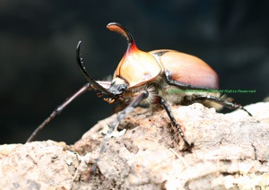 ゴロファ ミヌトゥス 新成虫ペア 極美 ゴロファ ミヌトゥス 新成虫 ペア ④
