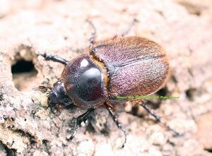 サスマタカナブン色々　みうみう サスマタカナブン色々 みうみう様専用 - メルカリ