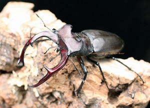 【標本】ユダイクスミヤマクワガタ　トルコ産　91.8ミリ　飼育品 標本】ユダイクスミヤマクワガタ トルコ産 91.8ミリ 飼育品 越冬