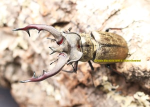 待望のネパール産が羽化!! ルニフェルミヤマ原名亜種 F8 ♂BIG 80mm