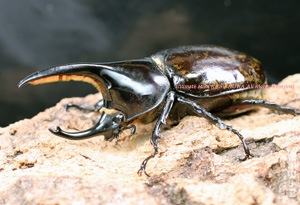 2015年WILDからの メキシコDynastes最高峰!! モロンオオカブト 3令