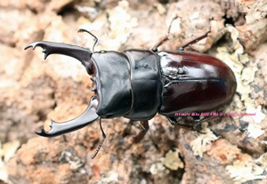 2015年WILDからのチベット産 メンバラベル持腹から羽化した 新種