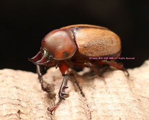 2015ǯWILD����Ρ����ƥ֥饸�롡�ǹ���!! Ķ��������˥���ҥʥ��֥� WF1����2Ƭ