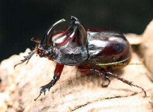 2015年WILDからのブラジル産 ムナビロヒサシアメリカヘラヅノ WF1